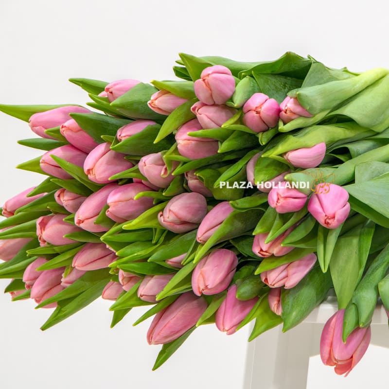 4 50 pink tulips