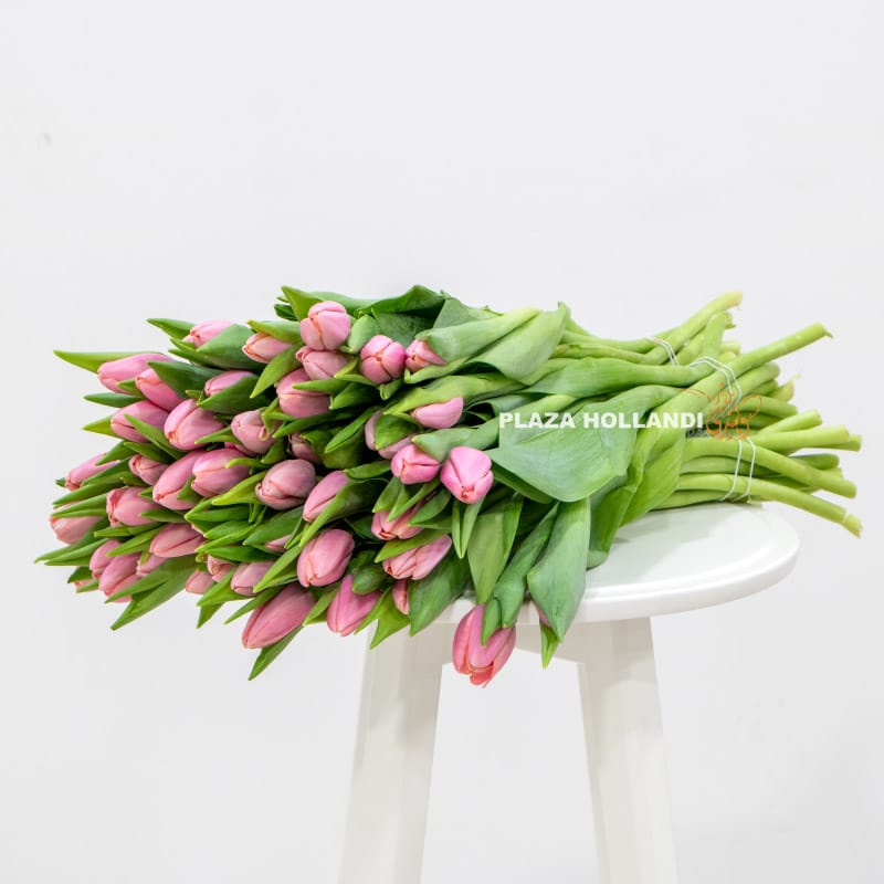 4.2 50 pink tulips