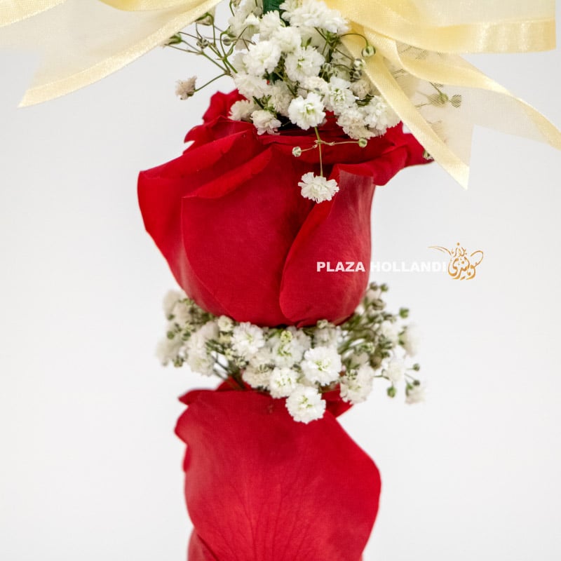 4.3 close up of red rose