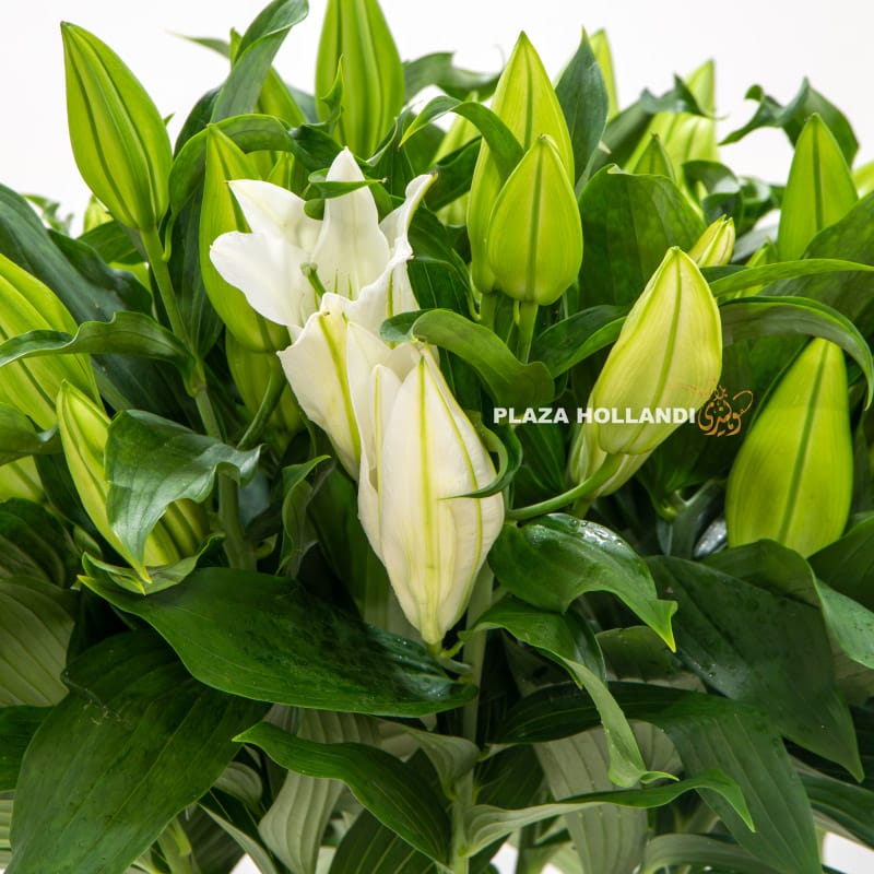 5.1 Close up of white lily