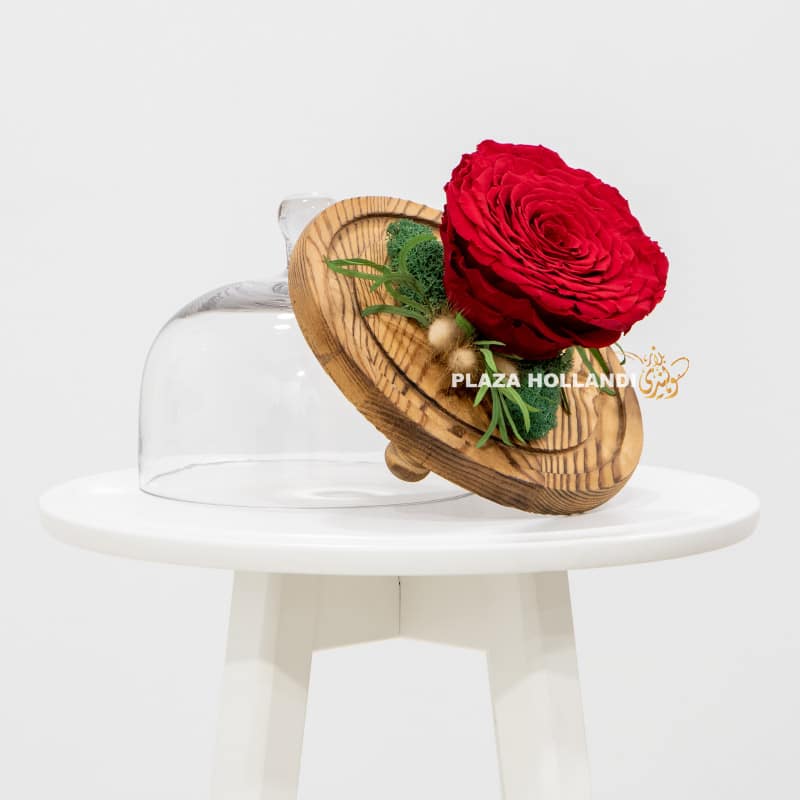 5.2 Large red preserved rose in a cloche