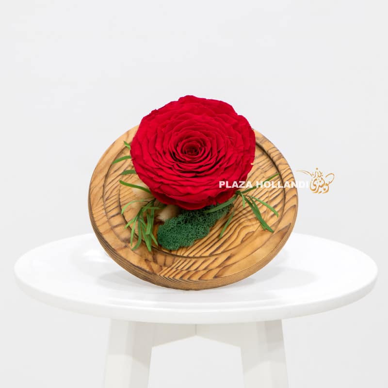 5.4 Large red preserved rose in a cloche