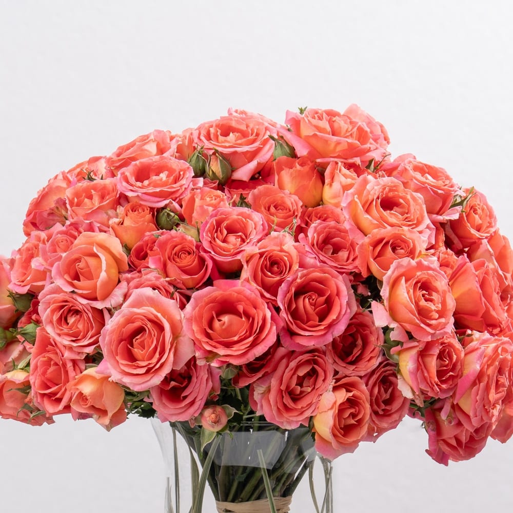 DSC07539-2.jpg DSC07539 2