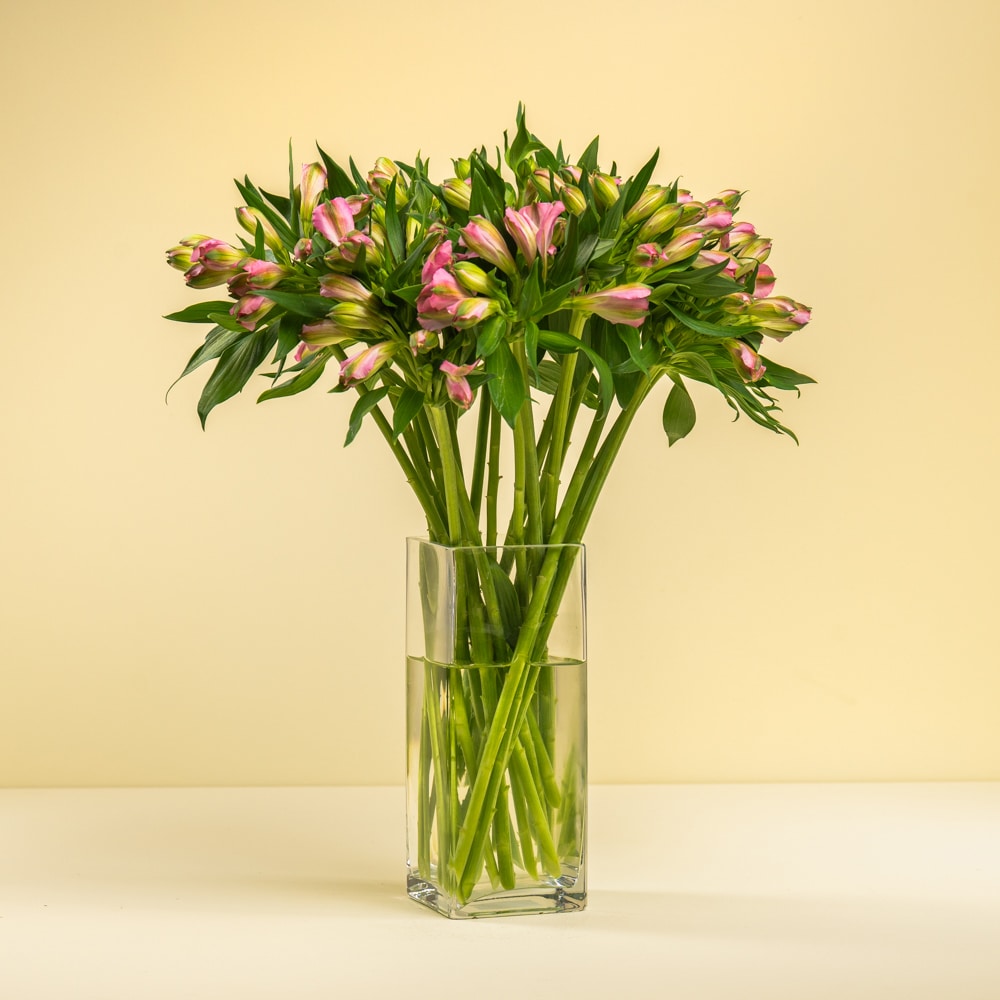 Pink Elegance - Alstormeriya Pink Elegance - Alstormeriya