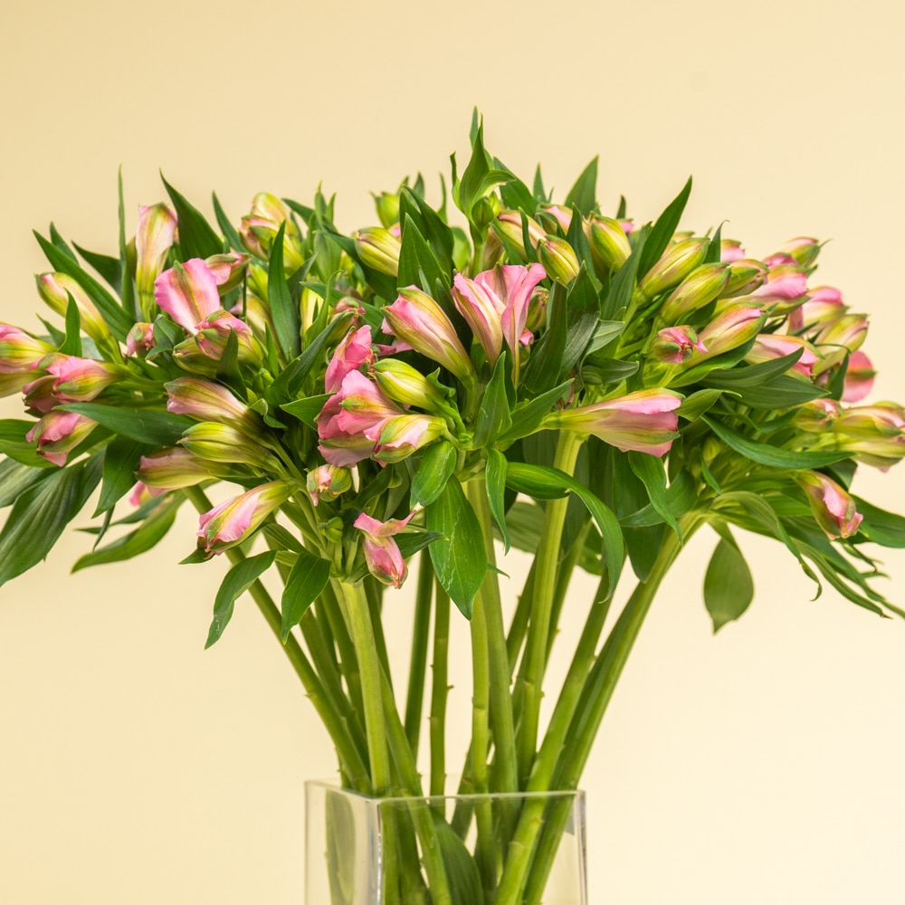 Pink Elegance - Alstormeriya Pink Elegance - Alstormeriya